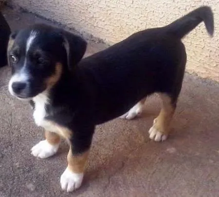 Cachorro ra a Sem raça definida idade Abaixo de 2 meses nome Sem nome