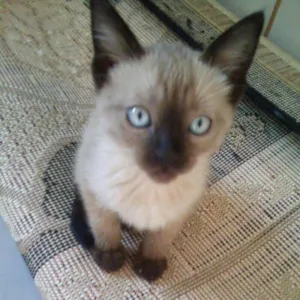 Gato raça SIAMES idade 2 a 6 meses nome Niko