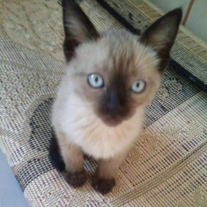 Gato ra a SIAMES idade 2 a 6 meses nome Niko