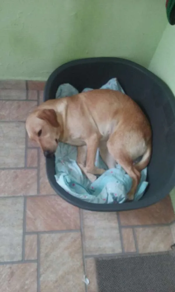 Cachorro raça Labrador idade Abaixo de 2 meses nome Mel