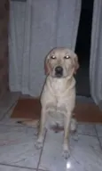 Mel