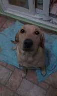 Mel