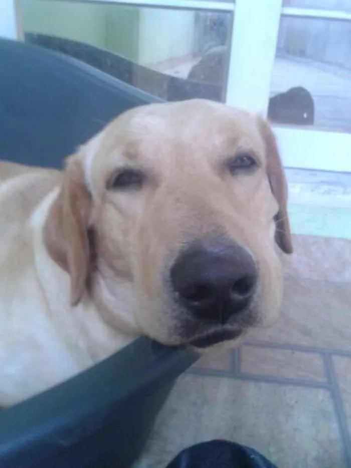 Cachorro raça Labrador idade Abaixo de 2 meses nome Mel