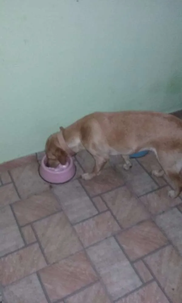 Cachorro raça Labrador idade Abaixo de 2 meses nome Mel