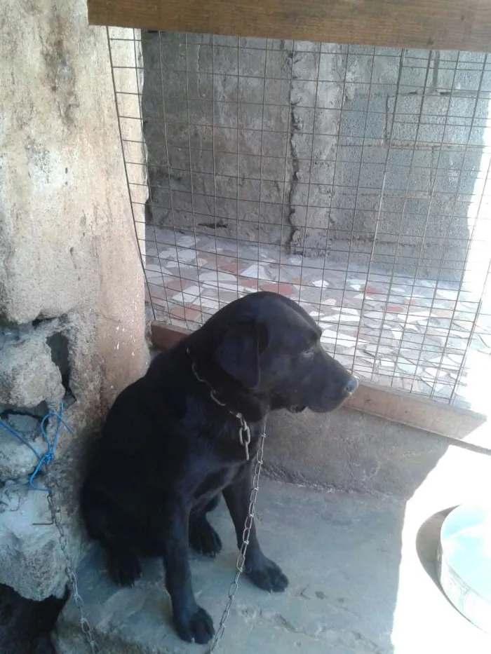 Cachorro raça Labrador idade 4 anos nome saddan