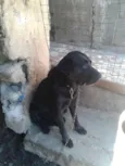 Cachorro raça Labrador idade 4 anos nome saddan