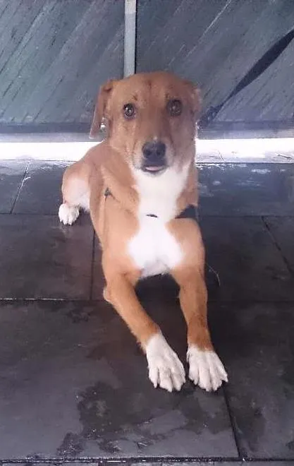 Cachorro ra a SRD idade 5 anos nome kiu
