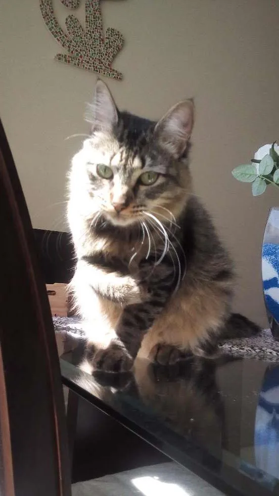 Gato ra a Indefinida idade 7 a 11 meses nome Sem nome
