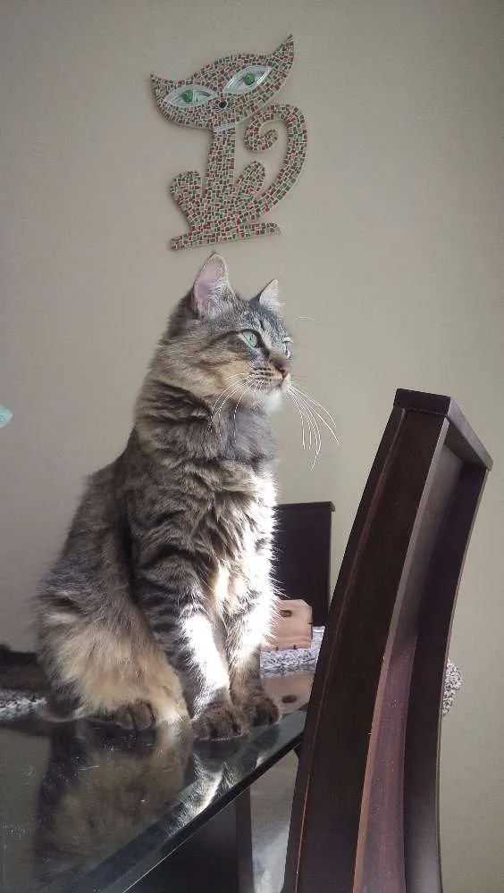 Gato ra a Indefinida idade 7 a 11 meses nome Sem nome