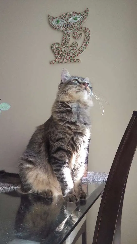 Gato ra a Indefinida idade 7 a 11 meses nome Sem nome