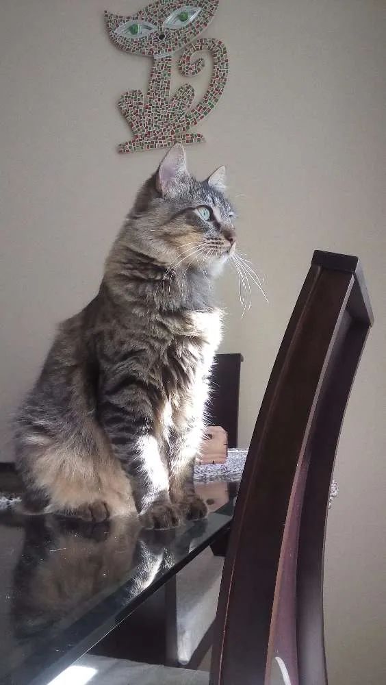 Gato ra a Indefinida idade 7 a 11 meses nome Sem nome