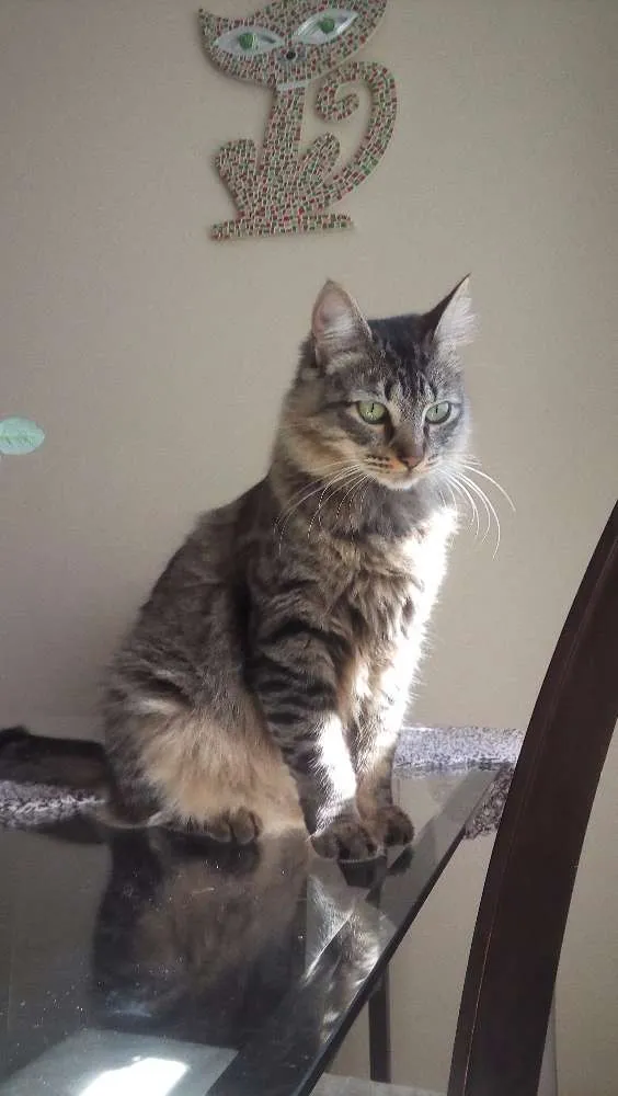 Gato ra a Indefinida idade 7 a 11 meses nome Sem nome