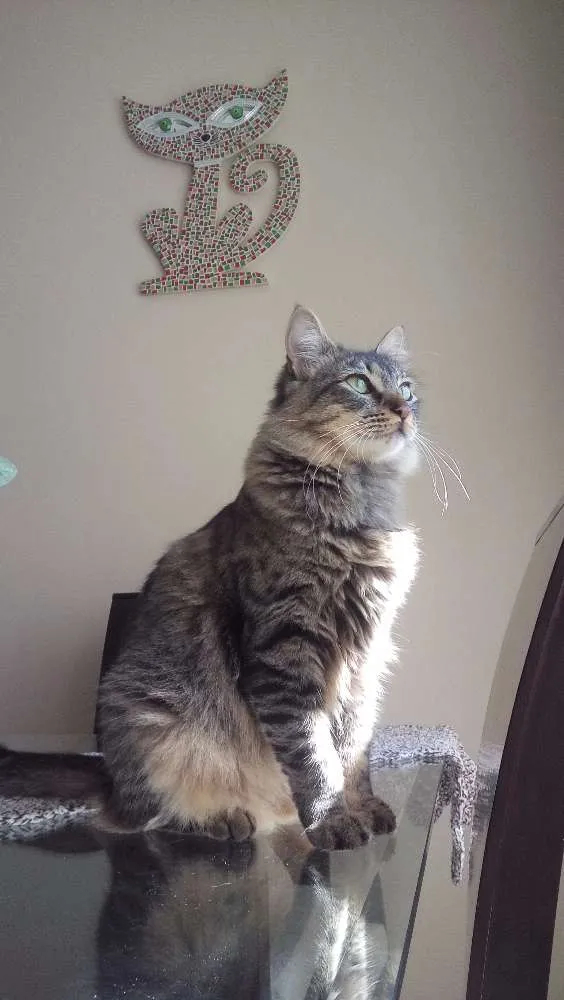 Gato ra a Indefinida idade 7 a 11 meses nome Sem nome