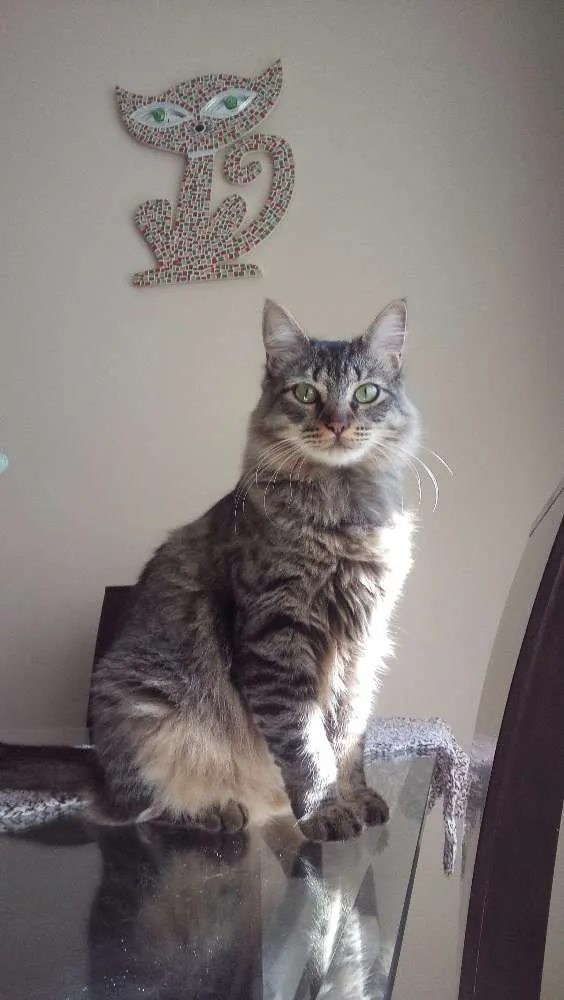 Gato ra a Indefinida idade 7 a 11 meses nome Sem nome