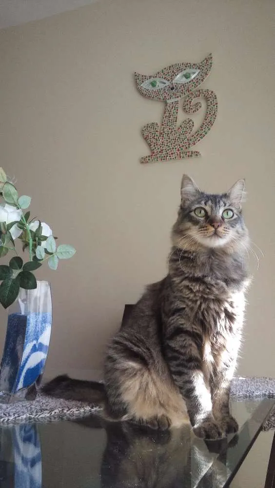 Gato ra a Indefinida idade 7 a 11 meses nome Sem nome