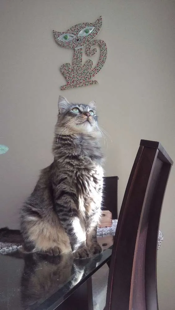 Gato ra a Indefinida idade 7 a 11 meses nome Sem nome