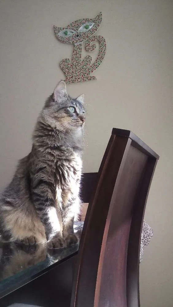 Gato ra a Indefinida idade 7 a 11 meses nome Sem nome