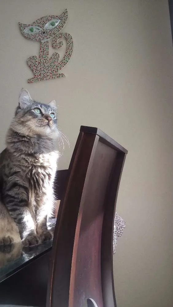 Gato ra a Indefinida idade 7 a 11 meses nome Sem nome