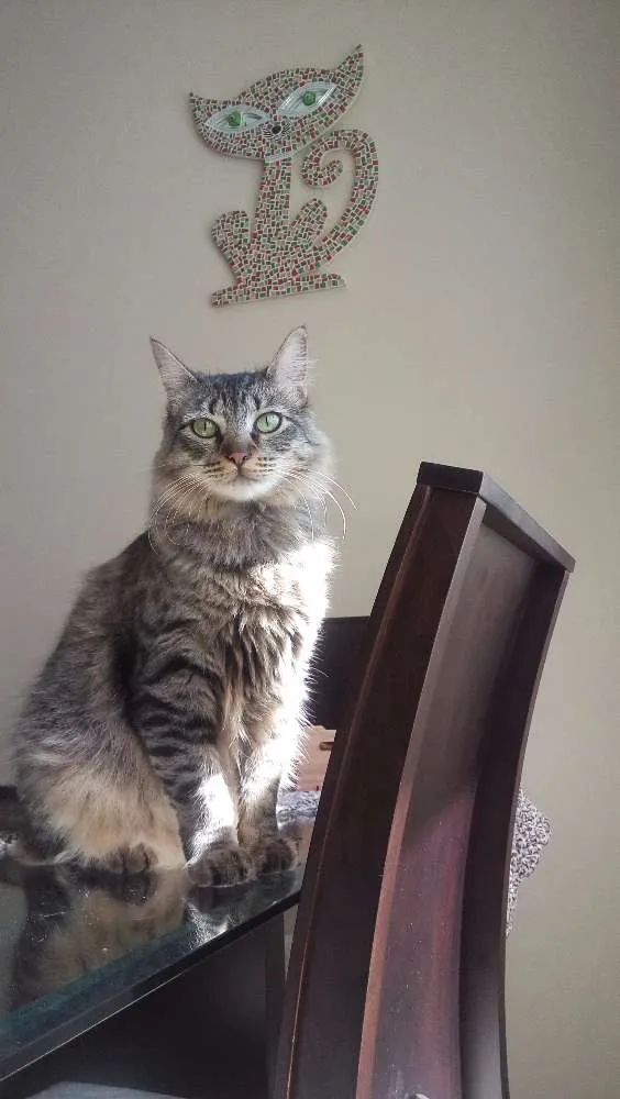 Gato ra a Indefinida idade 7 a 11 meses nome Sem nome