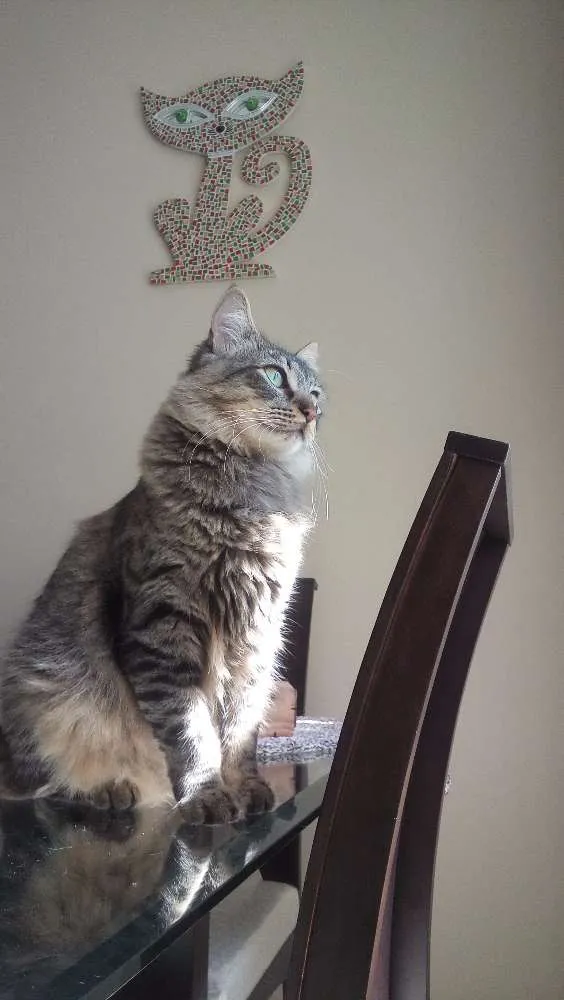 Gato ra a Indefinida idade 7 a 11 meses nome Sem nome