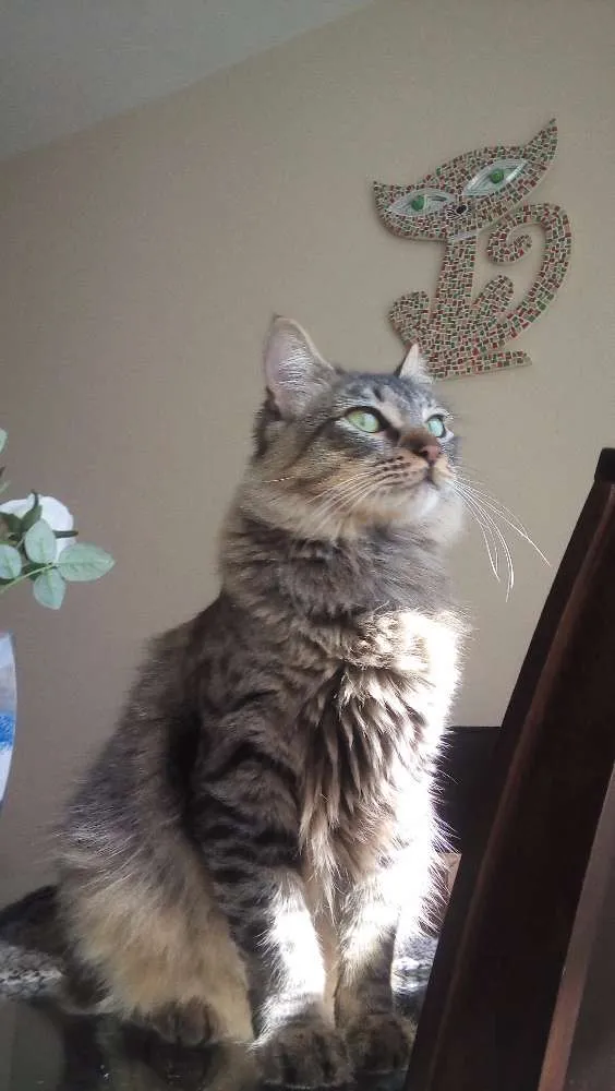 Gato ra a Indefinida idade 7 a 11 meses nome Sem nome