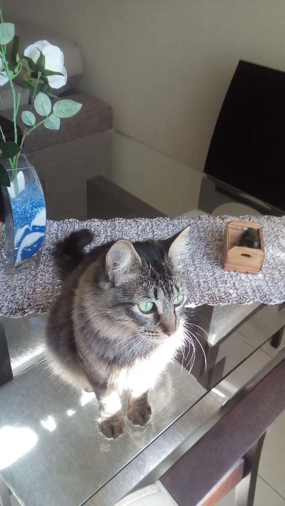 Gato ra a Indefinida idade 7 a 11 meses nome Sem nome