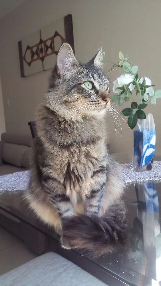 Gato ra a Indefinida idade 7 a 11 meses nome Sem nome