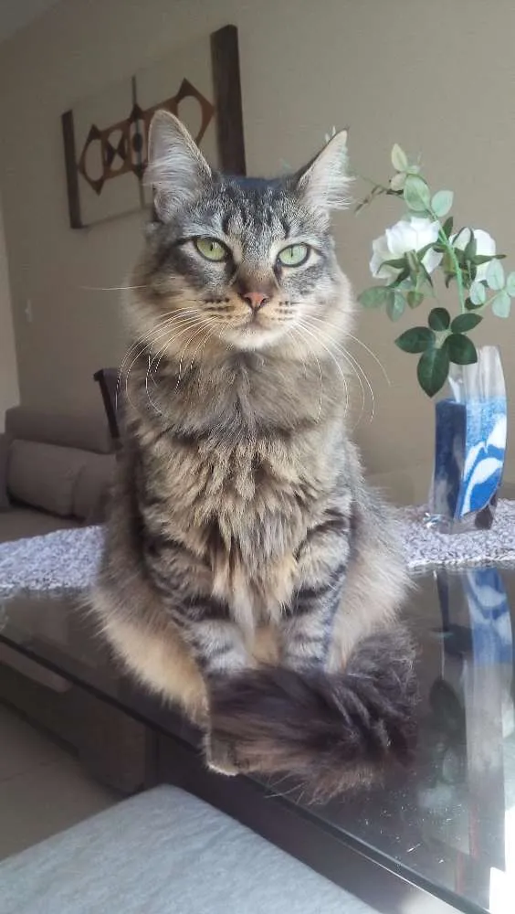 Gato ra a Indefinida idade 7 a 11 meses nome Sem nome