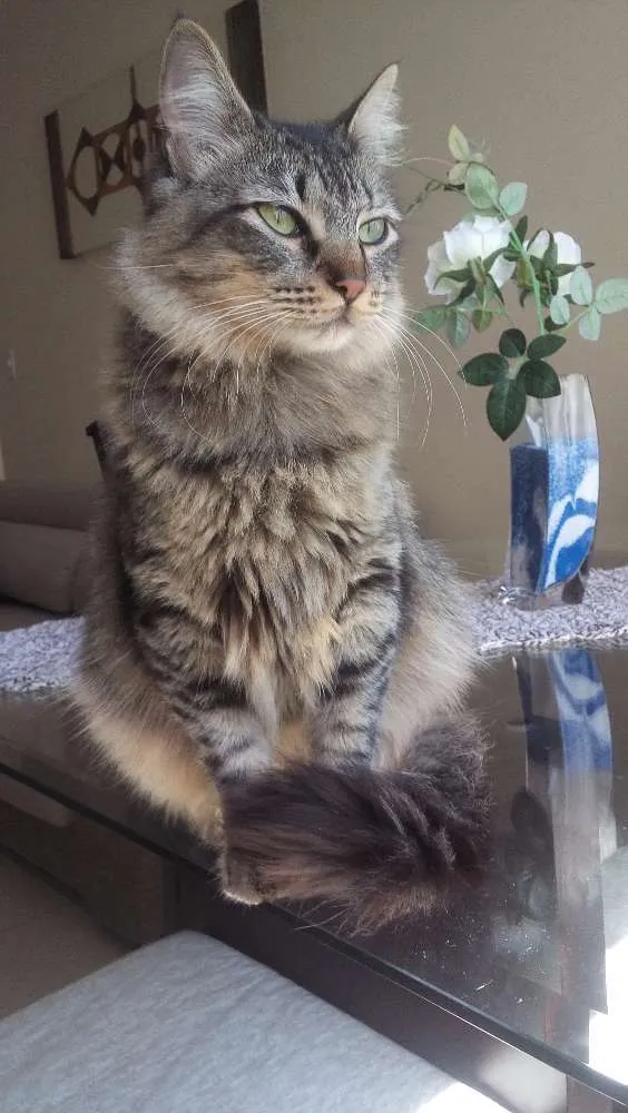 Gato ra a Indefinida idade 7 a 11 meses nome Sem nome