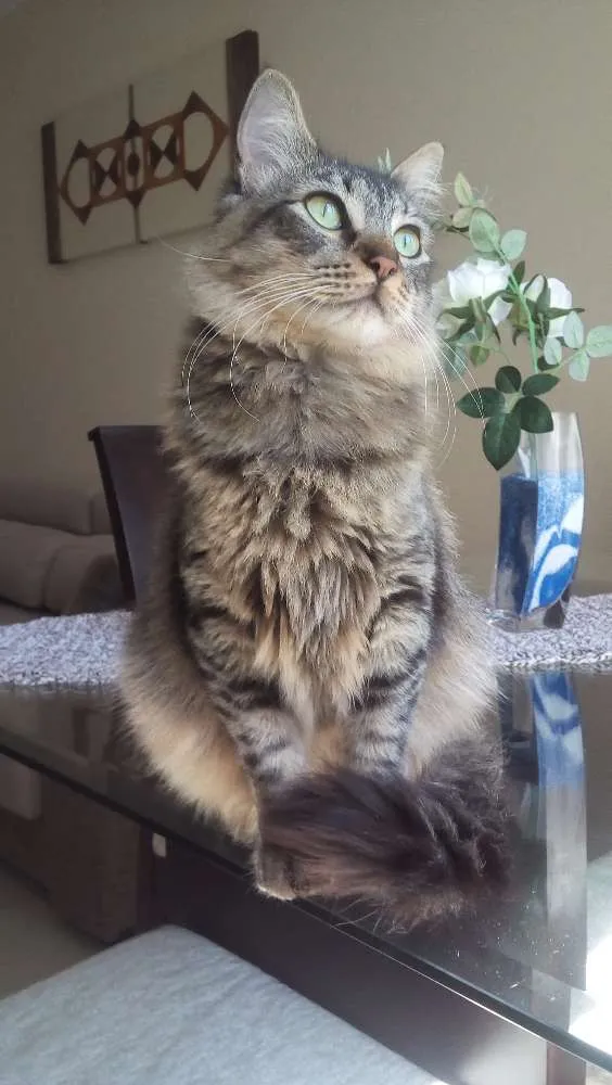 Gato ra a Indefinida idade 7 a 11 meses nome Sem nome