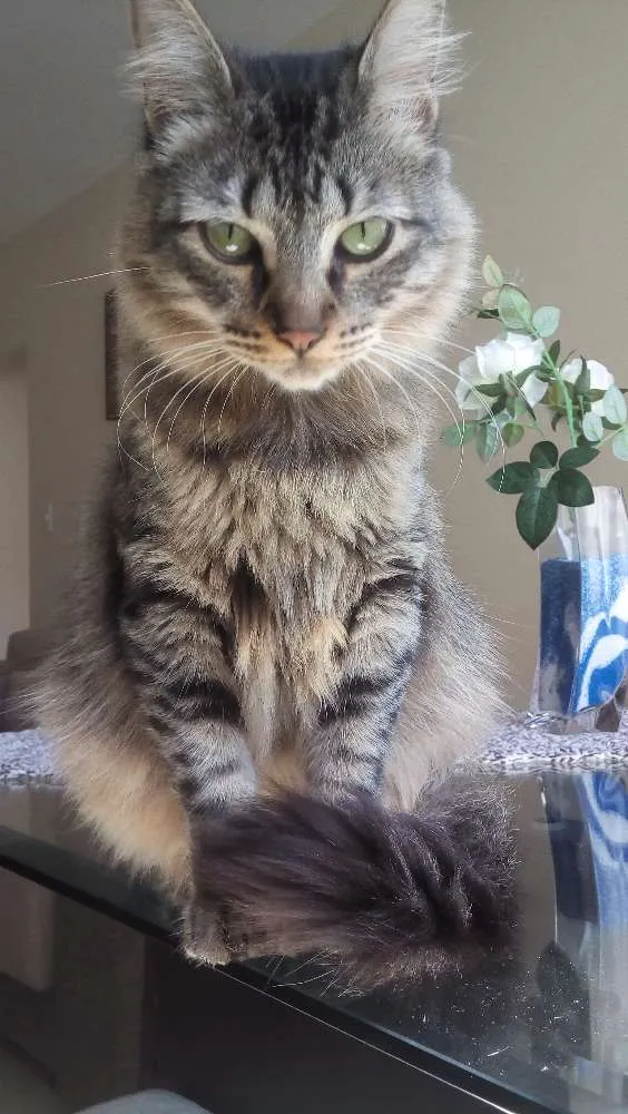 Gato ra a Indefinida idade 7 a 11 meses nome Sem nome