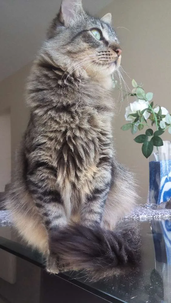 Gato ra a Indefinida idade 7 a 11 meses nome Sem nome