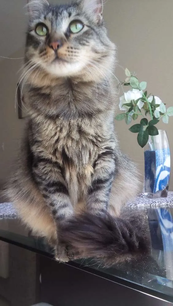 Gato ra a Indefinida idade 7 a 11 meses nome Sem nome