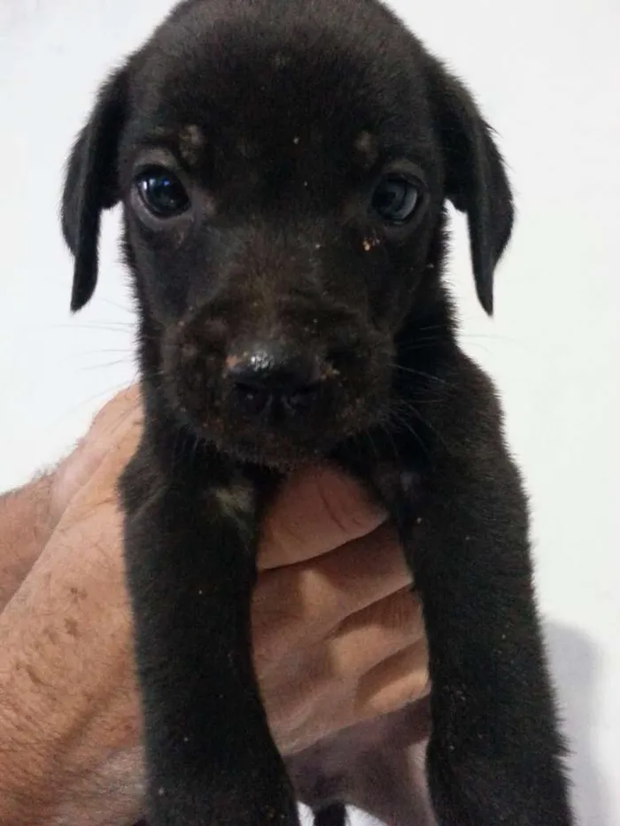 Cachorro ra a Vira-lata idade Abaixo de 2 meses nome Sem Nome