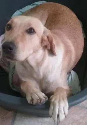 Cachorro raça Labrador idade Abaixo de 2 meses nome Mel