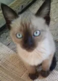 Niko