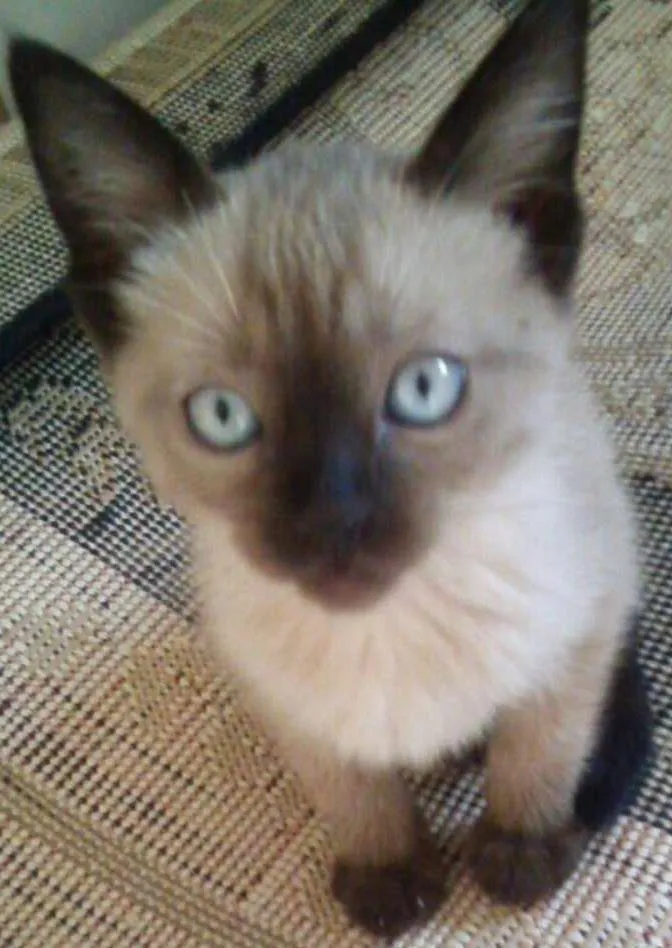 Gato ra a SIAMES idade 2 a 6 meses nome Niko