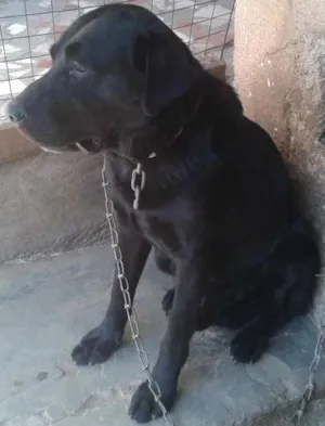 Cachorro raça Labrador idade 4 anos nome saddan