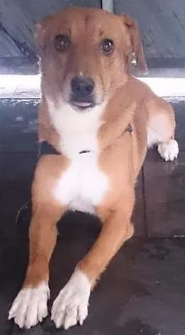 Cachorro raça SRD idade 5 anos nome kiu