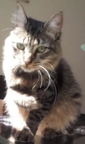 Gato raça Indefinida idade 7 a 11 meses nome Sem nome