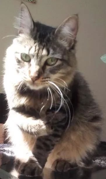 Gato ra a Indefinida idade 7 a 11 meses nome Sem nome