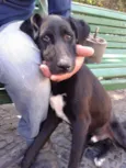 Cachorro raça Vira lata idade 1 ano nome a escolher 