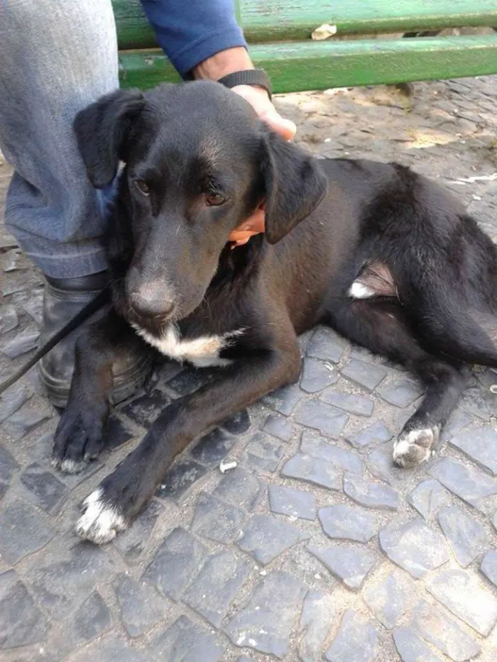 Cachorro raça Vira lata idade 1 ano nome a escolher 