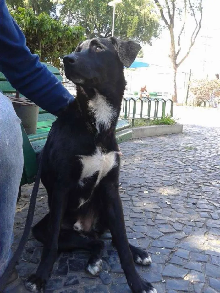 Cachorro raça Vira lata idade 1 ano nome a escolher 