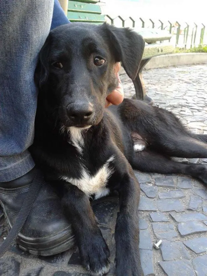 Cachorro raça Vira lata idade 1 ano nome a escolher 