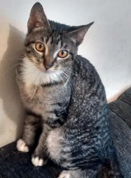 Gato ra a SRD idade 2 a 6 meses nome Rajadinho