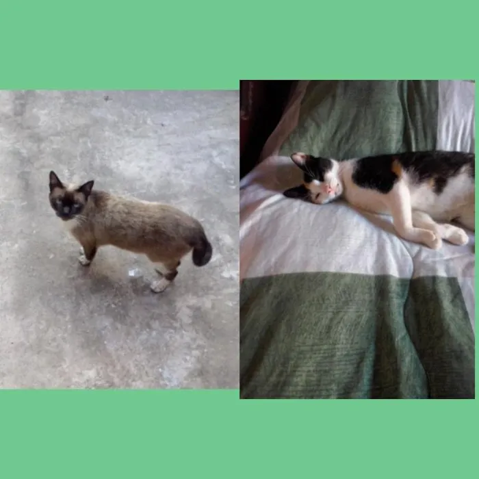 Gato raça  idade  nome Mel e Castanha 