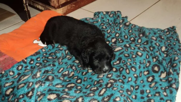 Cachorro ra a rsd idade 2 a 6 meses nome Giulia