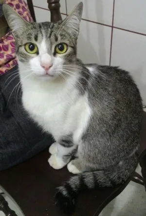 Gato raça  sem definição idade 7 a 11 meses nome Tigresa