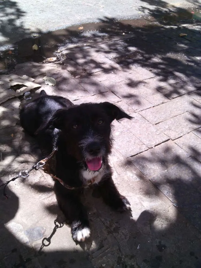 Cachorro ra a SRD idade 7 a 11 meses nome Calebe